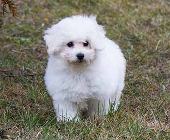 Bichon bolonais