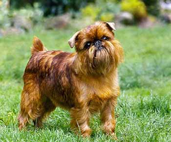 Brussels Griffon