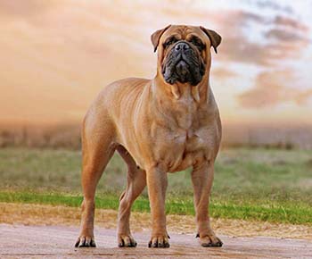 BullMastiff