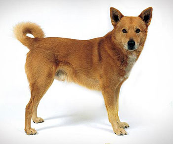 Canaan dog