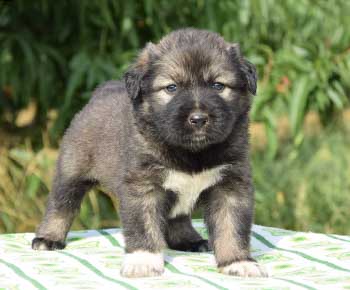 Caucasian Shepherd Dog