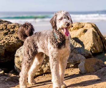 Aussiedoodle