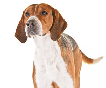 English Foxhound