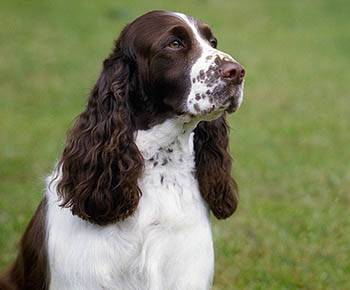 Springer Spaniel englez