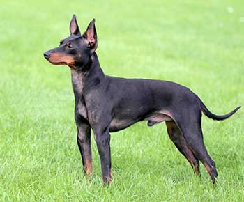 English toy terrier