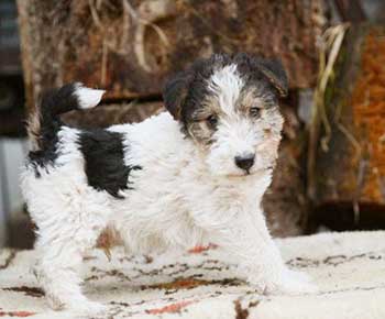 Fox terrier a pelo ruvido