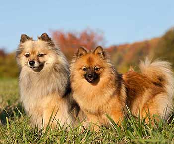 German Medium Spitz