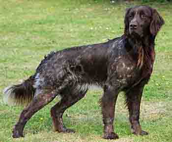 German long-haired Pointing Dog