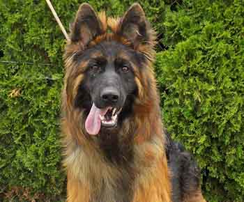 German Shepherd Dog