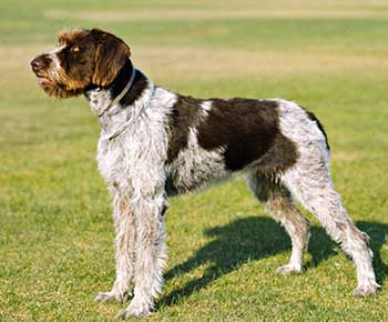 German Wire-haired Pointing Dog