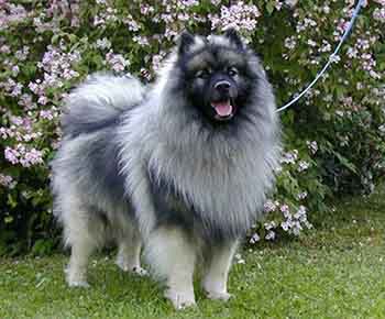 Keeshond