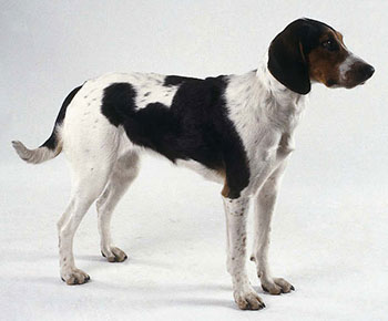 Great Anglo-French White and Black Hound