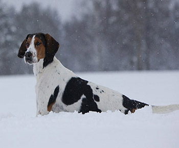 Chien courant de Halden