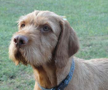 Hungarian Wire-haired Vizsla