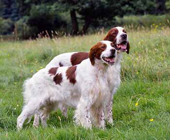 Setter irlandais rouge et blanc