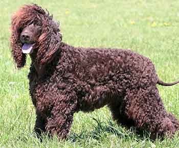 Irlandzki spaniel wodny