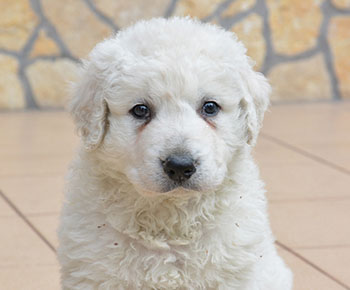 Kuvasz