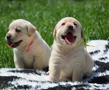 Labrador Retriver