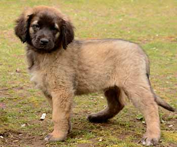 Leonberger