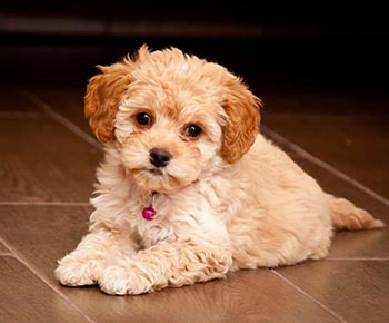 Maltipoo