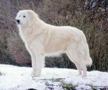 Maremma and Abruzzes Sheepdog