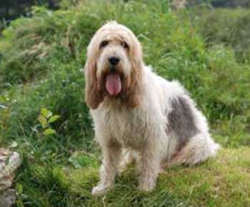 Canise medium Griffon Vendeen