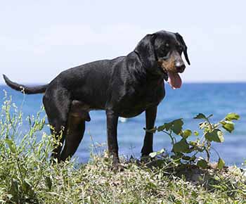 Chien courant de montagne du Monténégro