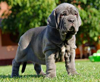 Mastiff de Napoli