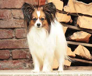 Papillon Dog