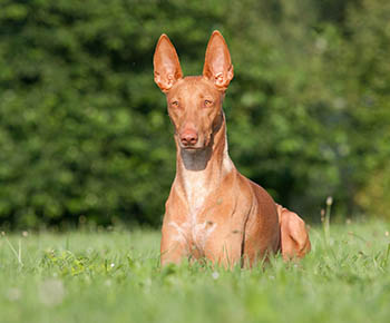 Cane dei faraoni