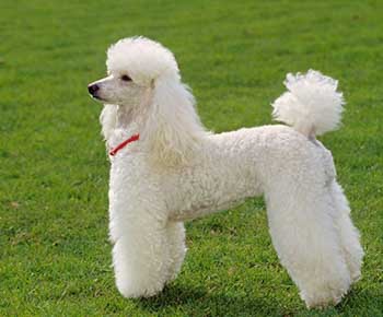 Poodle Miniature