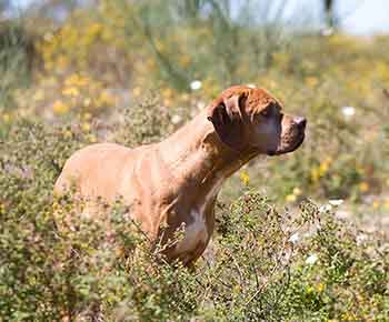 Chien d'arrêt portugais