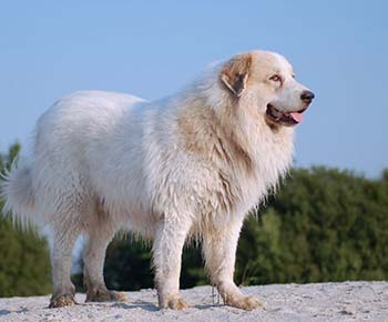 Cane da montagna dei Pirenei