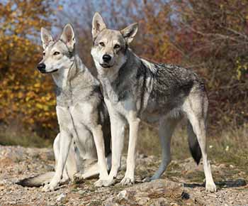 Chien loup de Saarloos