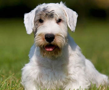 Sealyham terrier