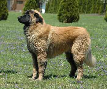 Chien de la Serra da Estrela