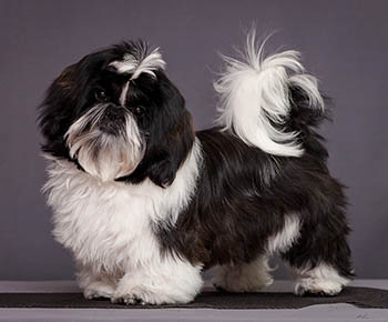 Shih tzu