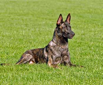 Short-haired Dutsch Shepherd Dog