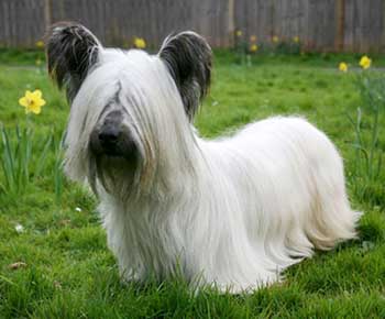 Skye terrier