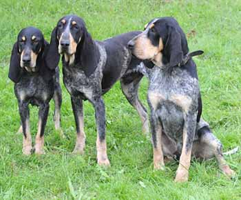 Small Blue Gascony Hound