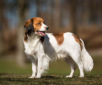 Kooikerhondje