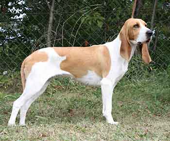 Small Swiss Hound