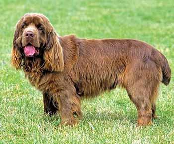 Sussex Spaniel