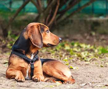 Tyrolean Hound