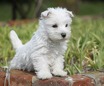 West Highland White Terrier