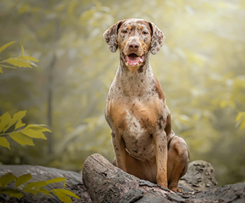 Caine Leopard de Catahoula