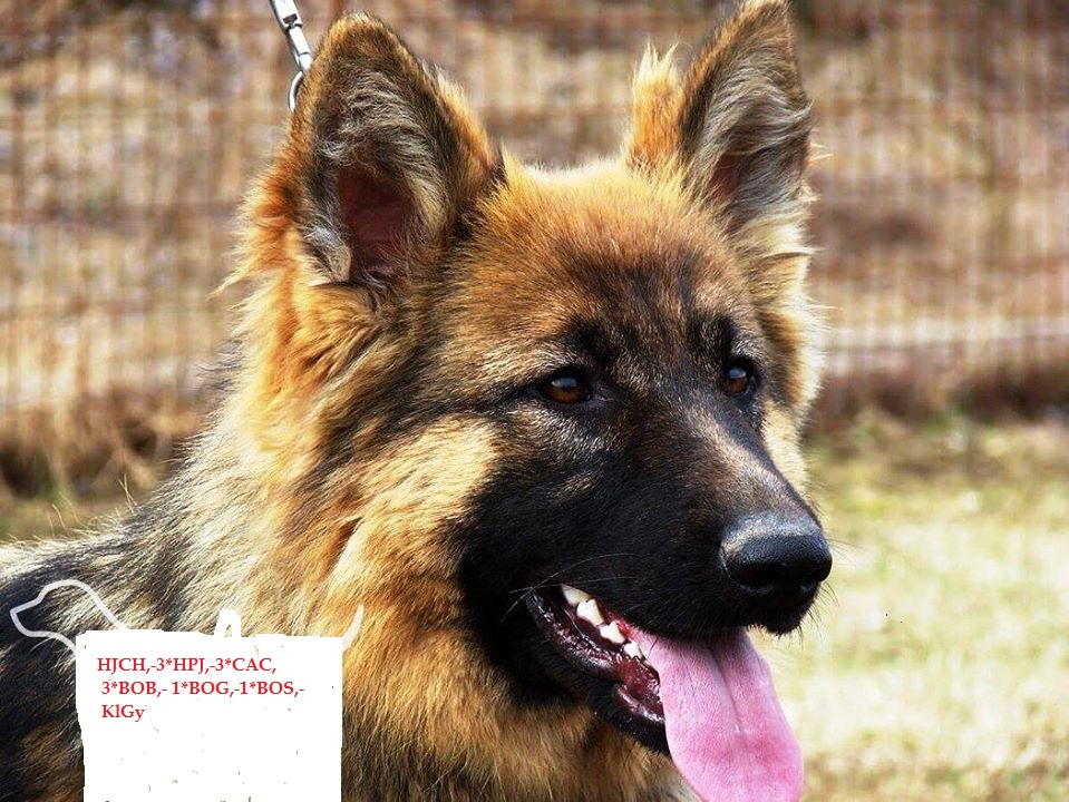 German Shepherd Dog Puppies For Sale