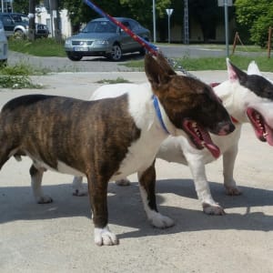 bull terrier breeders near me