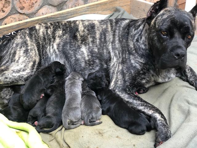 Cane Corso Kutya Pécs Eladó