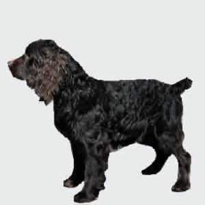 Boykin Spaniel